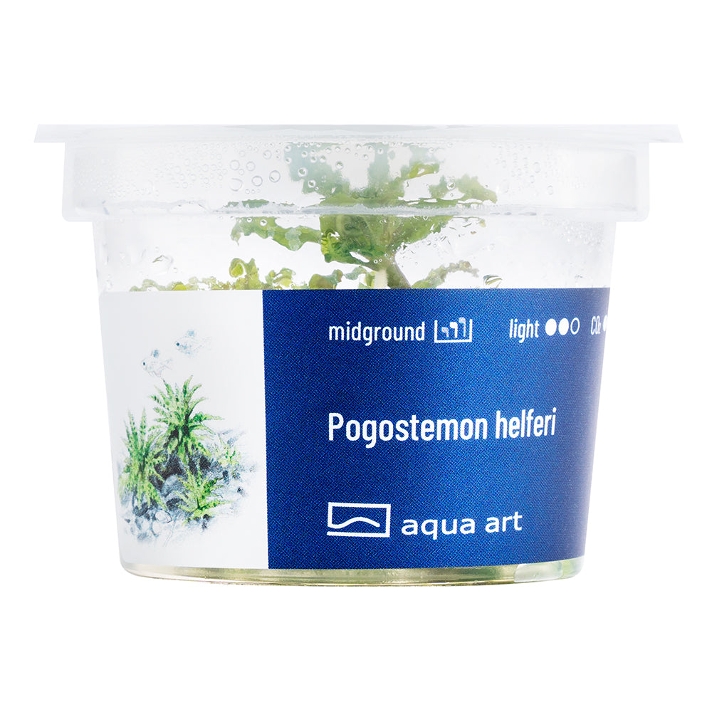 Aqua Art - Pogostemon helferi (in-vitro) Aqua Art