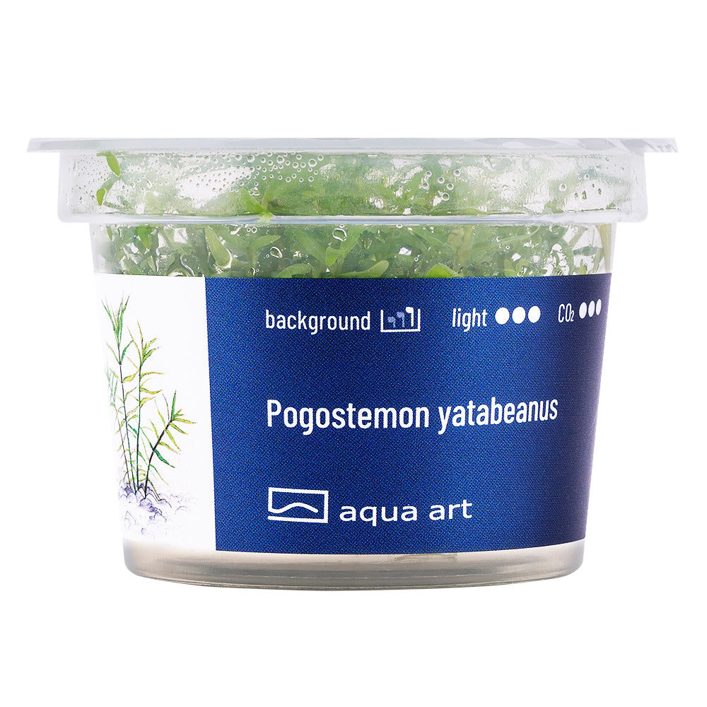Aqua Art - Pogostemon yatabeanus (in-vitro)