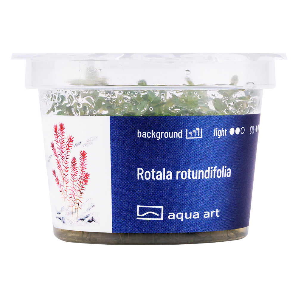 Aqua Art - Rotala rotundifolia (in-vitro) Aqua Art